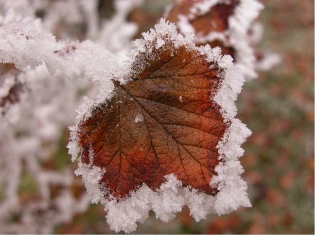 Mardi 10 février à Marlenheim - Cuisine du Grand Nord, la Finlande 