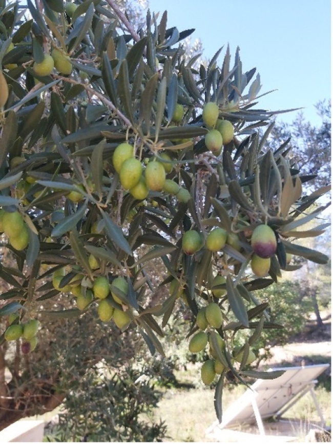 Jeudi 2 juillet à Rauwiller  - La cuisine provençale